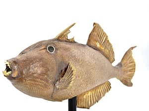 Fish Taxidermy