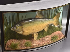 Antiques Forum - Taxidermy Fish
