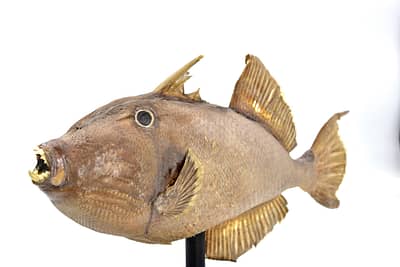 Fish Taxidermy