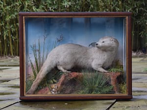 Taxidermy Otter by Jeffries of Carmarthen